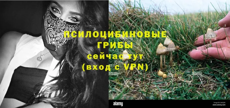 где купить   MEGA вход  Псилоцибиновые грибы Psilocybine cubensis  Еманжелинск 